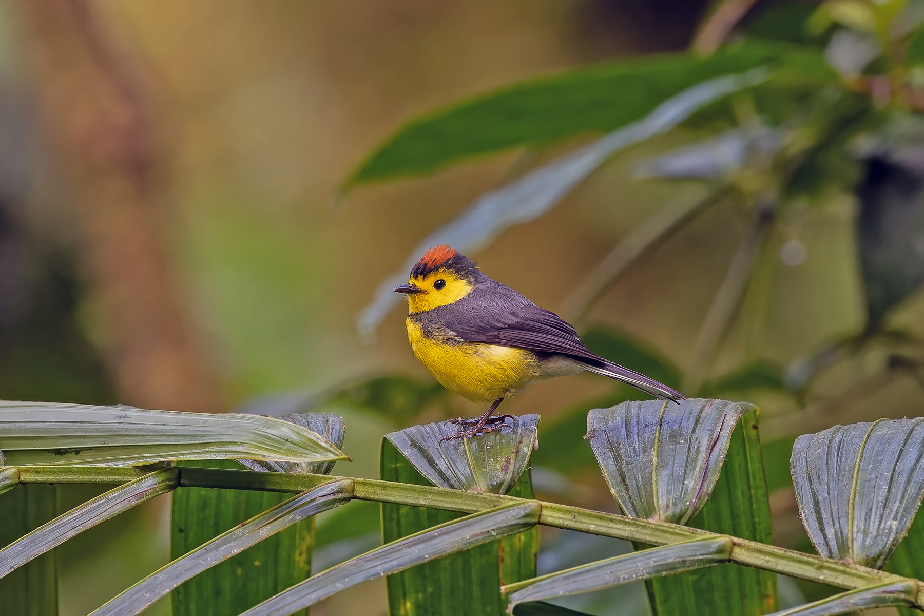 Collared Whitestart (image by Pete Morris)