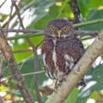 Costa Rican Pygmy Owl (image by Pete Morris)