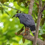 Crane Hawk (image by Pete Morris)