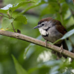 Crescent-chested Babbler (image by Dáni Balla)