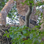 Crested Eagle (image by Pete Morris)