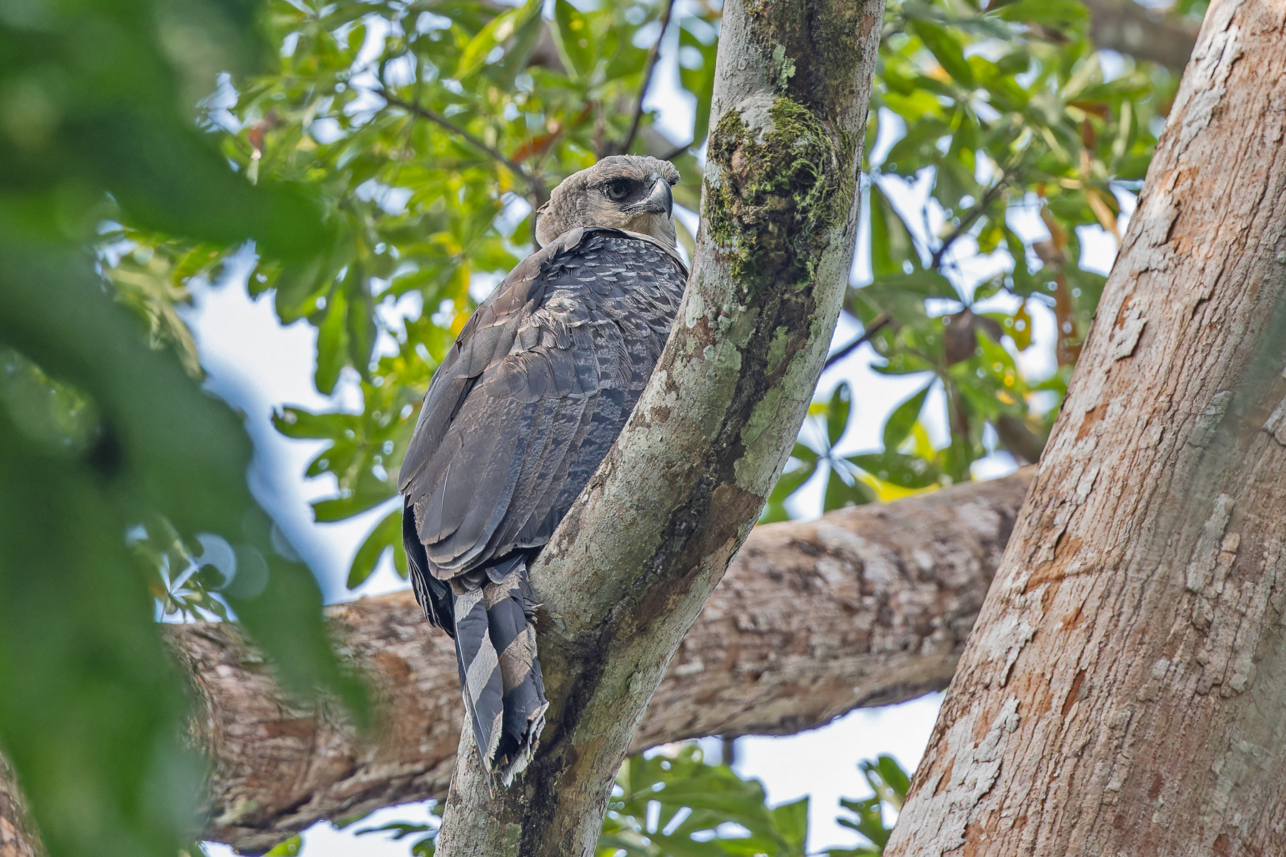 Crested Eagle (image by Pete Morris)