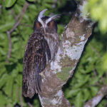 Crested Owl (image by Pete Morris)
