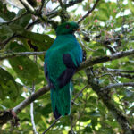 Crested Quetzal (image by Leo Garrigues)