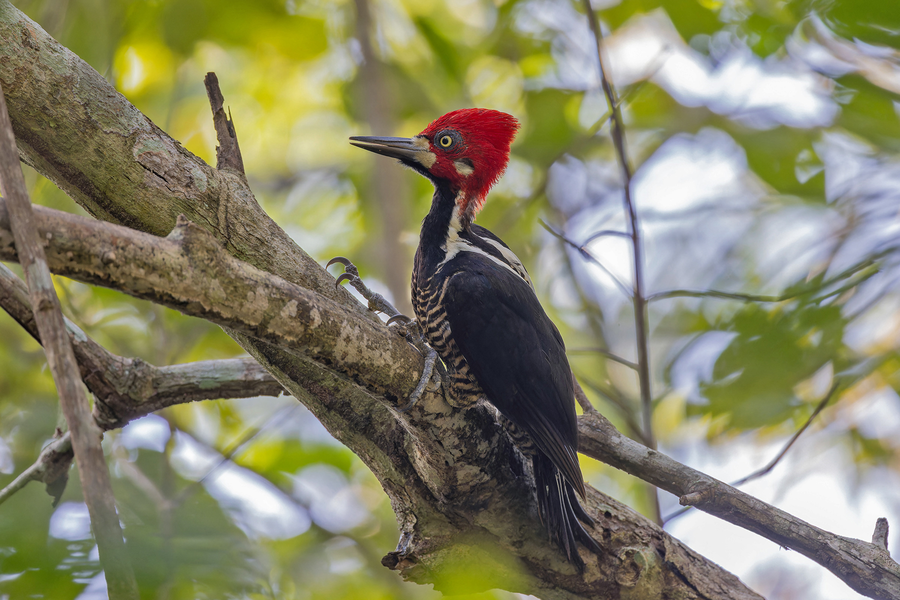 Crimson-crested Woodpecker (image by Pete Morris)