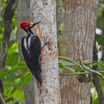 Crimson-crested Woodpecker (image by Pete Morris)