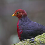 male Crimson-headed Partridge a.k.a. Bloodhead (image by Dáni Balla)