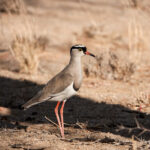 Crowned Lapwing (image by John McLoughlin)