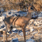 Damara Dikdik (image by John McLoughlin)