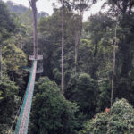 The Canopy Walkway in Danum Valley (image by Dáni Balla)