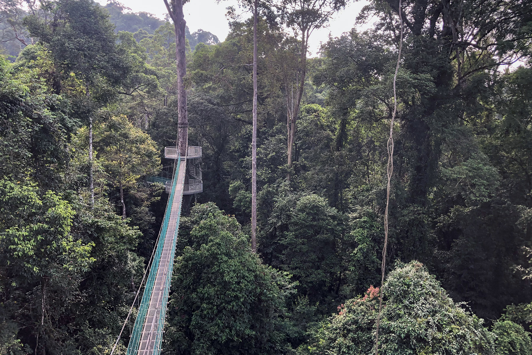The Canopy Walkway in Danum Valley (image by Dáni Balla)