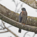 Double-toothed Kite (image by Pete Morris)