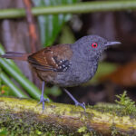 Dull-mantled Antbird (image by Pete Morris)