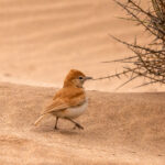 Dune Lark (image by John McLoughlin)