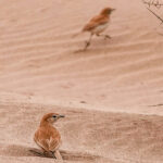 Dune Larks (image by John McLoughlin)