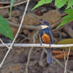 Dusky-backed Jacamar (image by Pete Morris)