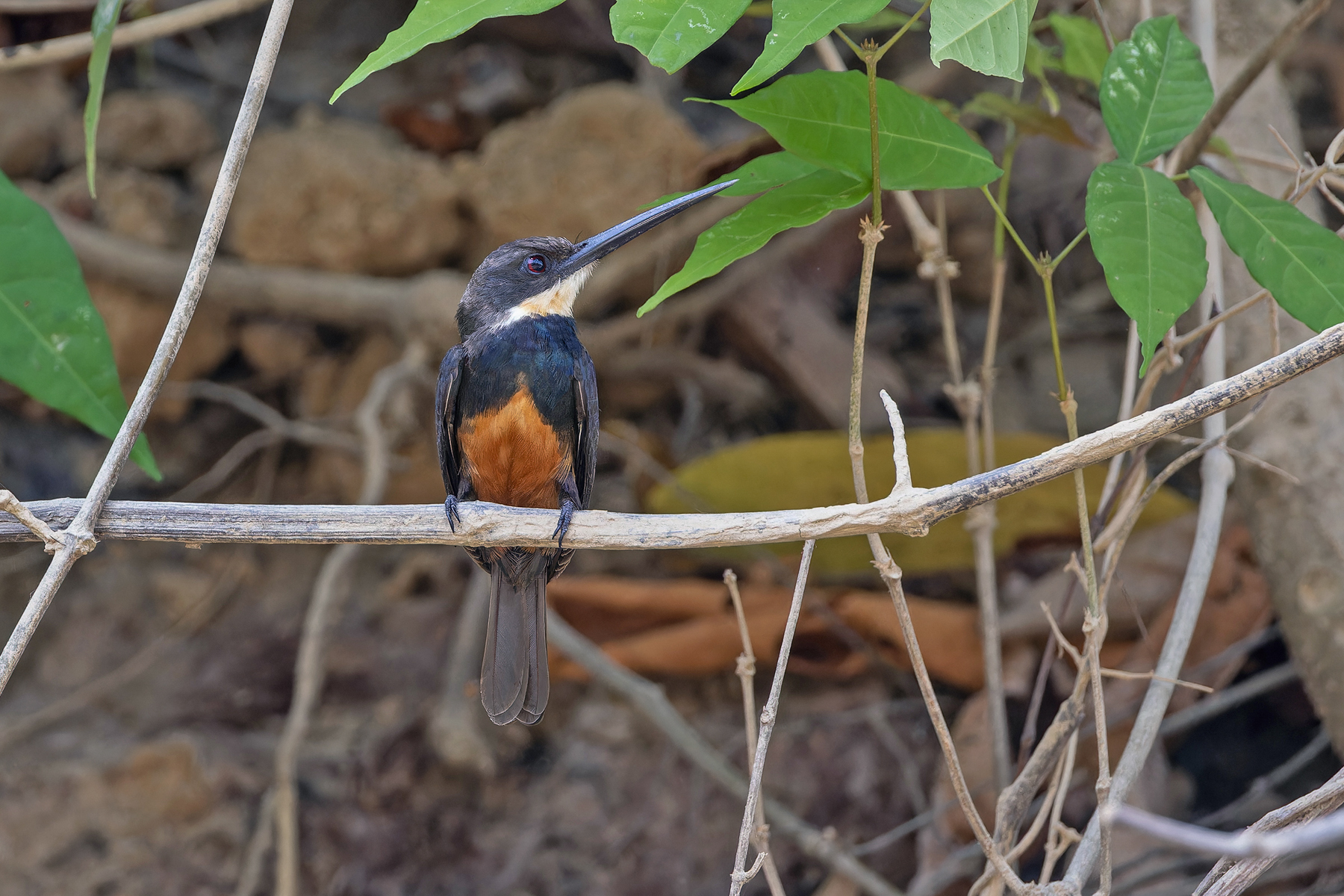 Dusky-backed Jacamar (image by Pete Morris)