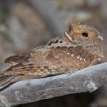 Eared Poorwill (image by Pete Morris)