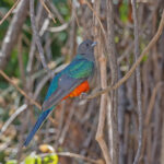 Eared Quetzal (image by Pete Morris)
