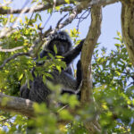 East Javan Lutung (image by Dáni Balla)