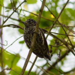 Ecuadorian Piculet (image by Leo Garrigues)
