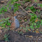 Elegant Quail (image by Pete Morris)
