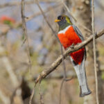 Elegant Trogon (image by Pete Morris)