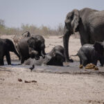 Elephants in Etosha (image by John McLoughlin)