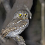 Elf Owl (image by Pete Morris)
