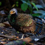 Bornean Peacock-Pheasant (image by Inger Vandyke)