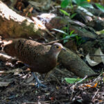 Bornean Peacock-Pheasant (image by Inger Vandyke)