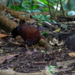 Bornean Fireback (image by Inger Vandyke)