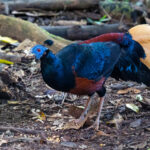 Bornean Fireback (image by Inger Vandyke)