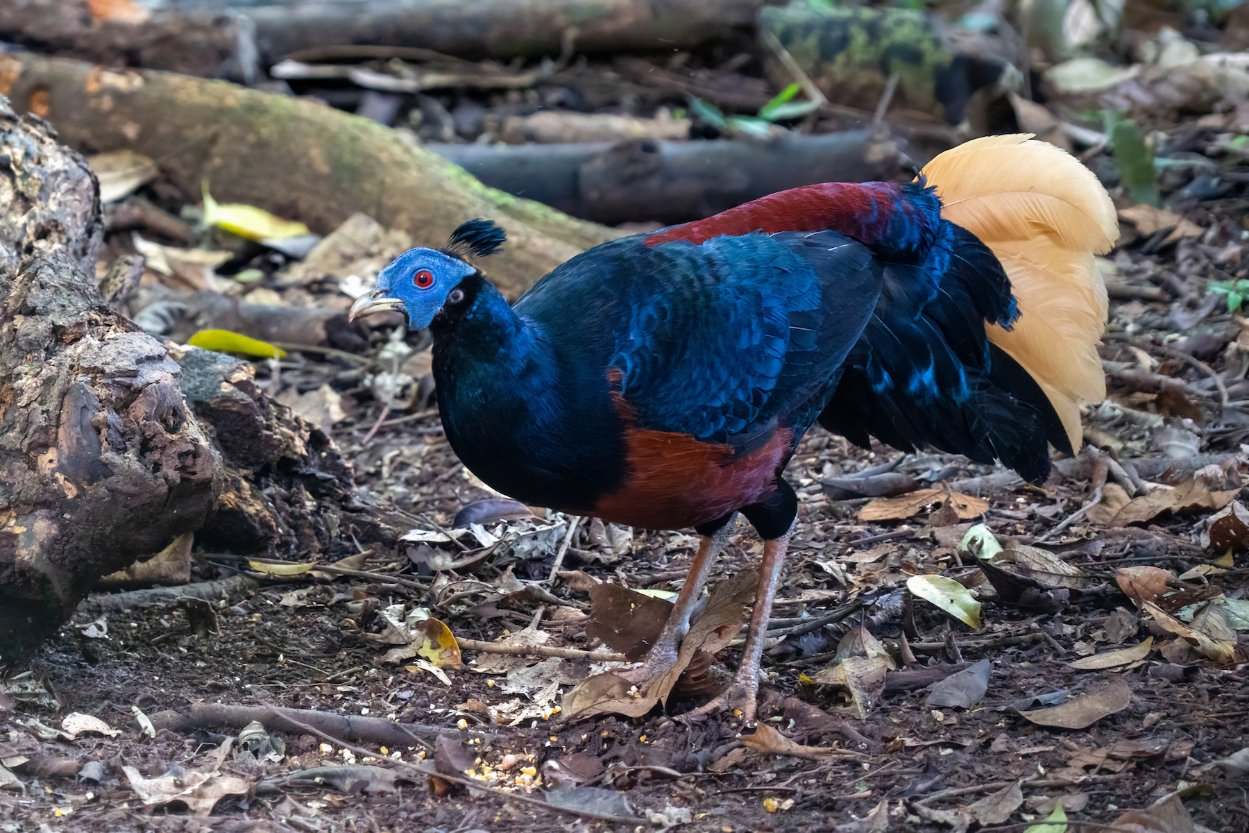 Bornean Fireback (image by Inger Vandyke)
