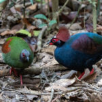 Crested Partridges (image by Inger Vandyke)