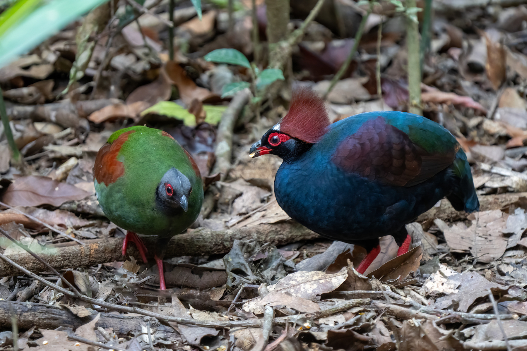 Crested Partridges (image by Inger Vandyke)