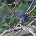 Fasciated Antshrike (image by Pete Morris)