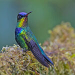 Fiery-throated Hummingbird (image by Pete Morris)