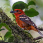 Flame-coloured Tanager (image by Pete Morris)