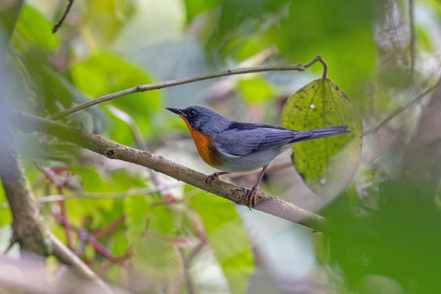 Flame-throated Warbler (image by Pete Morris)
