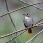 Fulvous-chested Jungle Flycatcher (image by Dáni Balla)