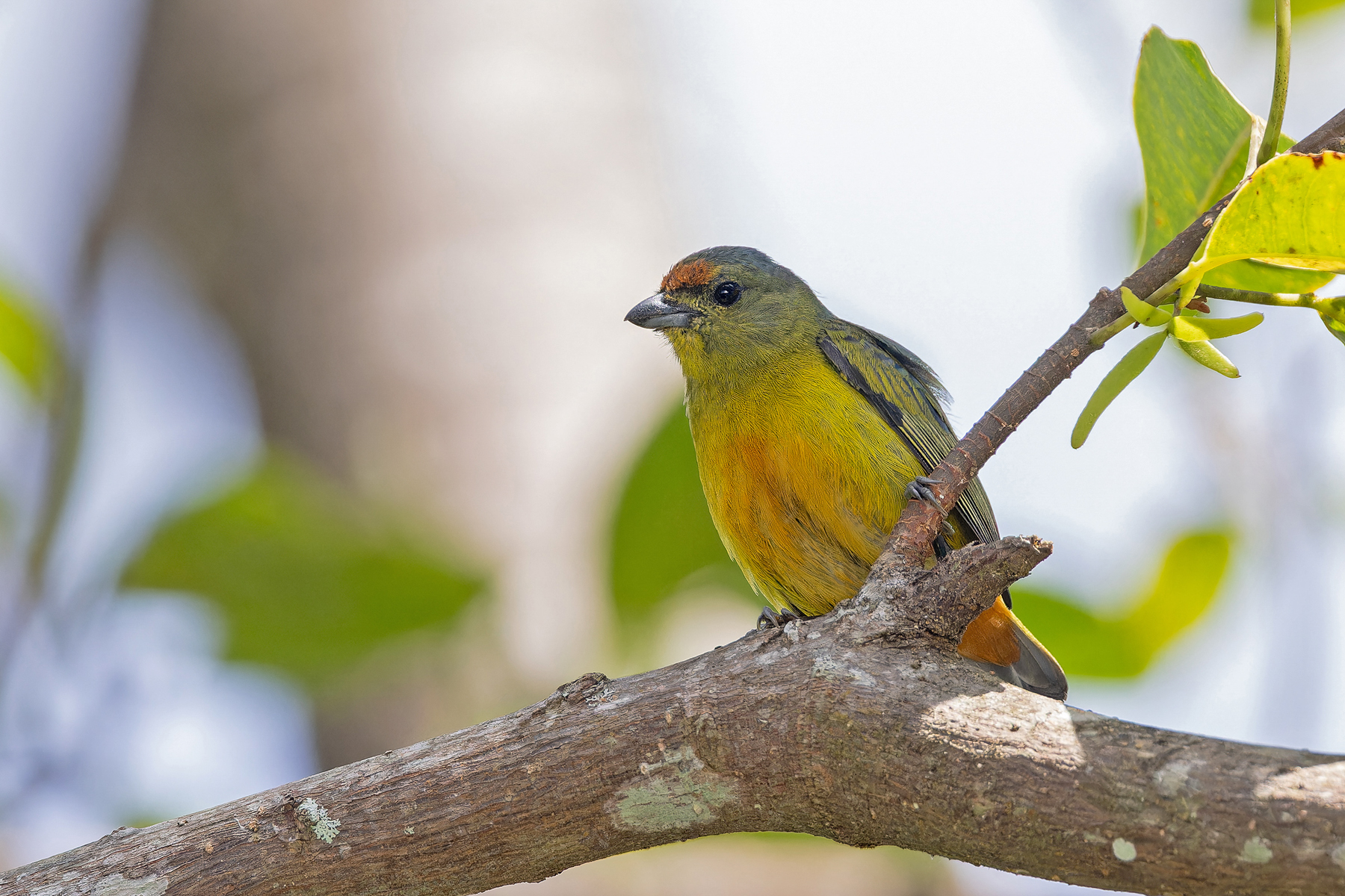 Fulvous-vented Euphonia (image by Pete Morris)