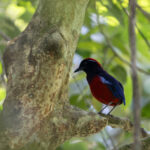 The nominate race of Garnet Pitta (image by Dáni Balla)