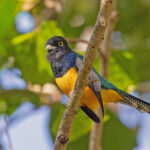 Gartered Trogon (image by Pete Morris)
