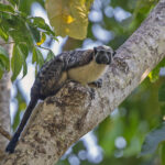 Geoffroy's Tamarin (image by Pete Morris)