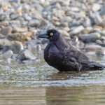 Giant Cowbird (image by Pete Morris)