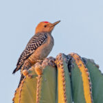 Gila Woodpecker (image by Pete Morris)