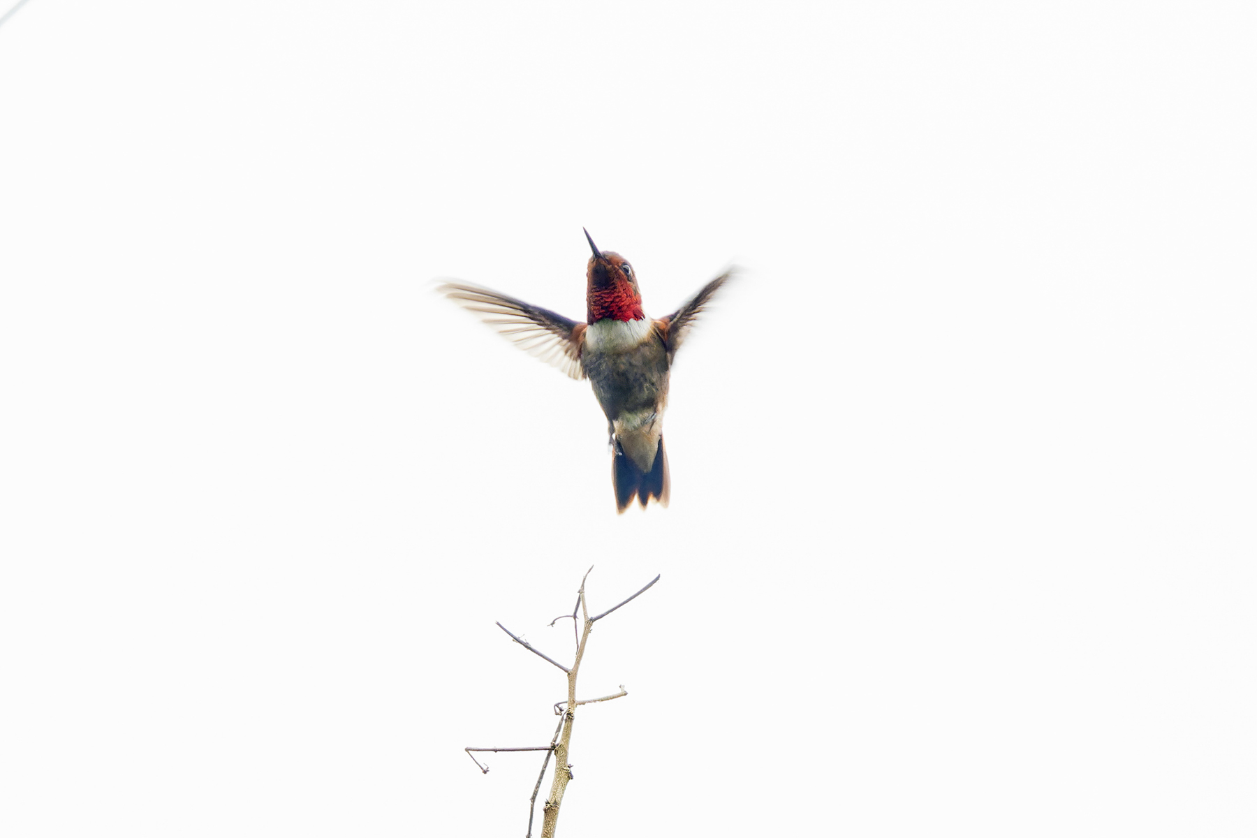 Glow-throated Hummingbird (image by Pete Morris)