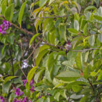 Glow-throated Hummingbird (image by Pete Morris)