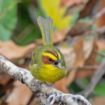 Golden-browed Warbler (image by Pete Morris)